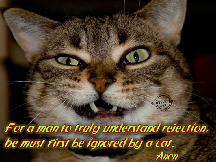 cat, Meme, Quote, Funny, Humor, Grumpy,  111 HD Wallpaper Desktop Background