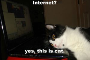 cat, Meme, Quote, Funny, Humor, Grumpy, Computer, Internet