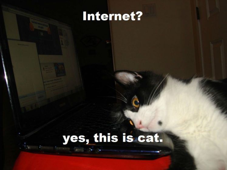 cat, Meme, Quote, Funny, Humor, Grumpy, Computer, Internet HD Wallpaper Desktop Background