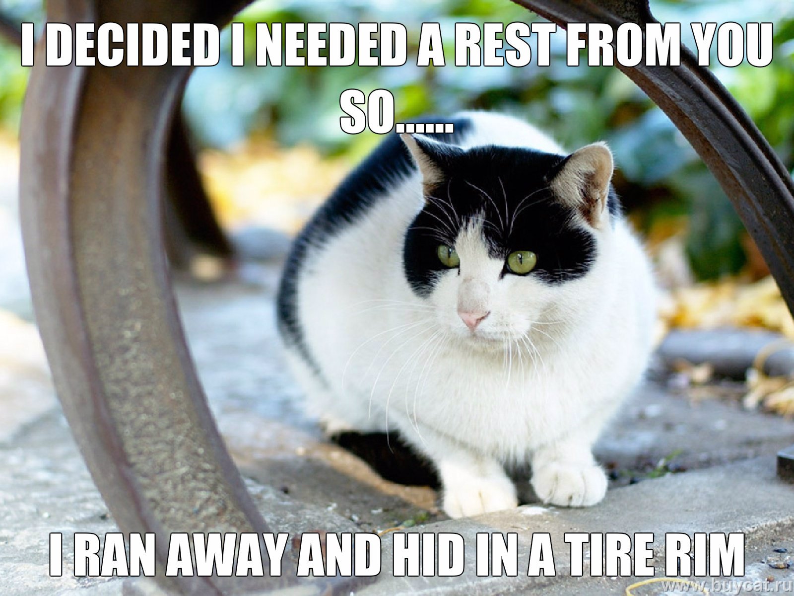 cat, Meme, Quote, Funny, Humor, Grumpy,  119 Wallpaper