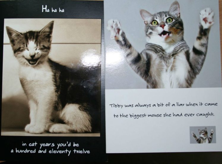 cat, Meme, Quote, Funny, Humor, Grumpy, Kitten HD Wallpaper Desktop Background