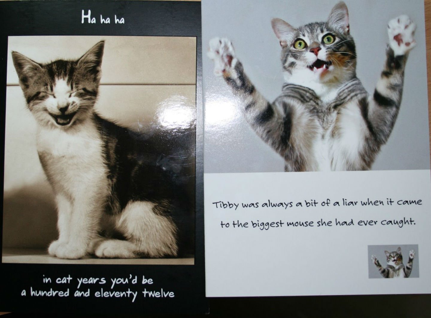 cat, Meme, Quote, Funny, Humor, Grumpy, Kitten Wallpaper