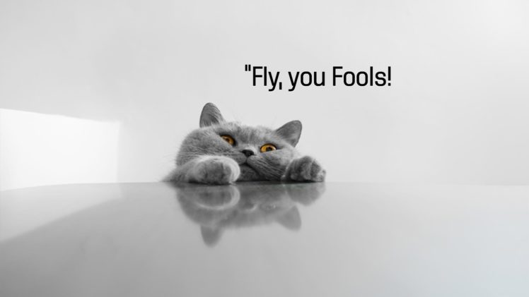 cat, Meme, Quote, Funny, Humor, Grumpy,  125 HD Wallpaper Desktop Background