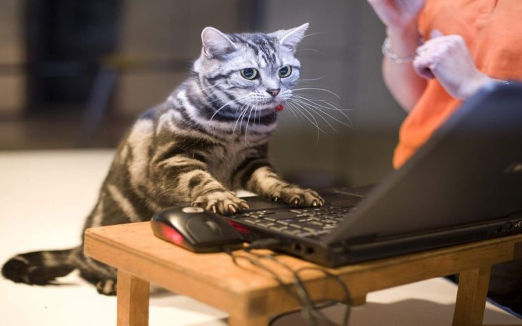 cat, Meme, Quote, Funny, Humor, Grumpy, Computer HD Wallpaper Desktop Background