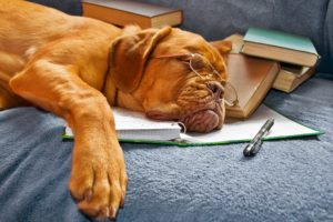 dog, Sleeping, Books, Book, Glasses