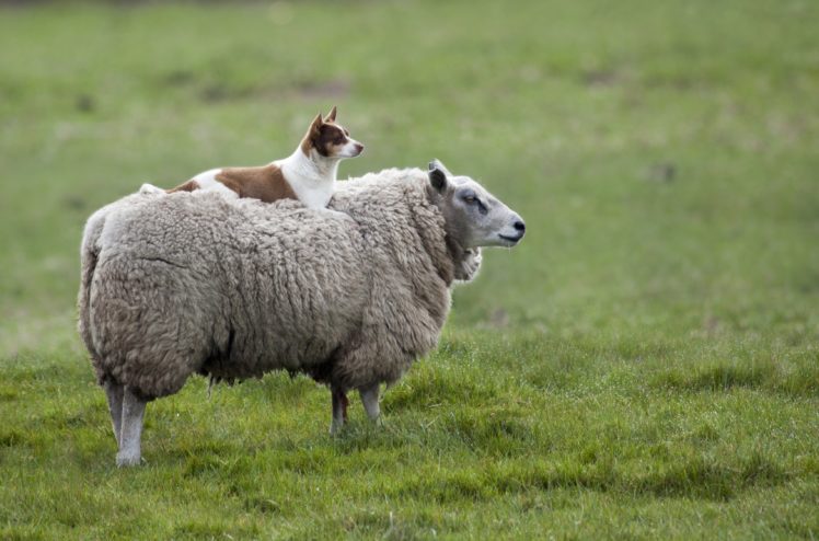 sheep, Dog, Prairie HD Wallpaper Desktop Background