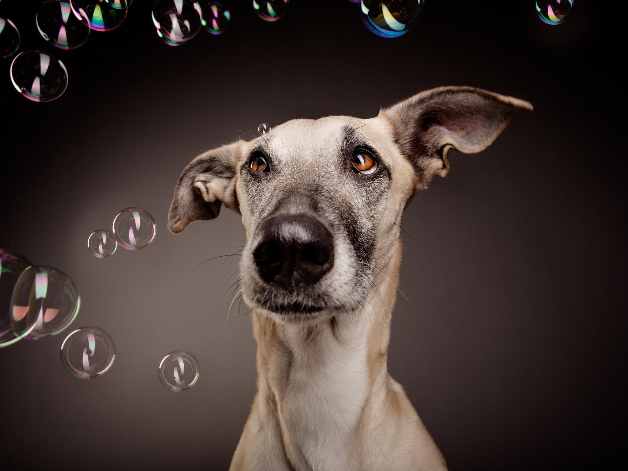 dog, Bubbles, Look Wallpaper
