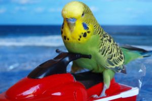 parakeet, Budgie, Parrot, Bird, Tropical,  22