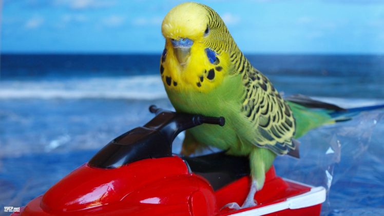 parakeet, Budgie, Parrot, Bird, Tropical,  22 HD Wallpaper Desktop Background