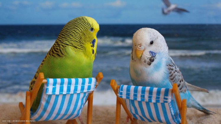 parakeet, Budgie, Parrot, Bird, Tropical,  23 HD Wallpaper Desktop Background