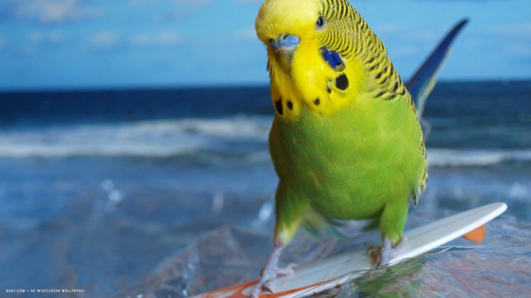parakeet, Budgie, Parrot, Bird, Tropical,  24 HD Wallpaper Desktop Background