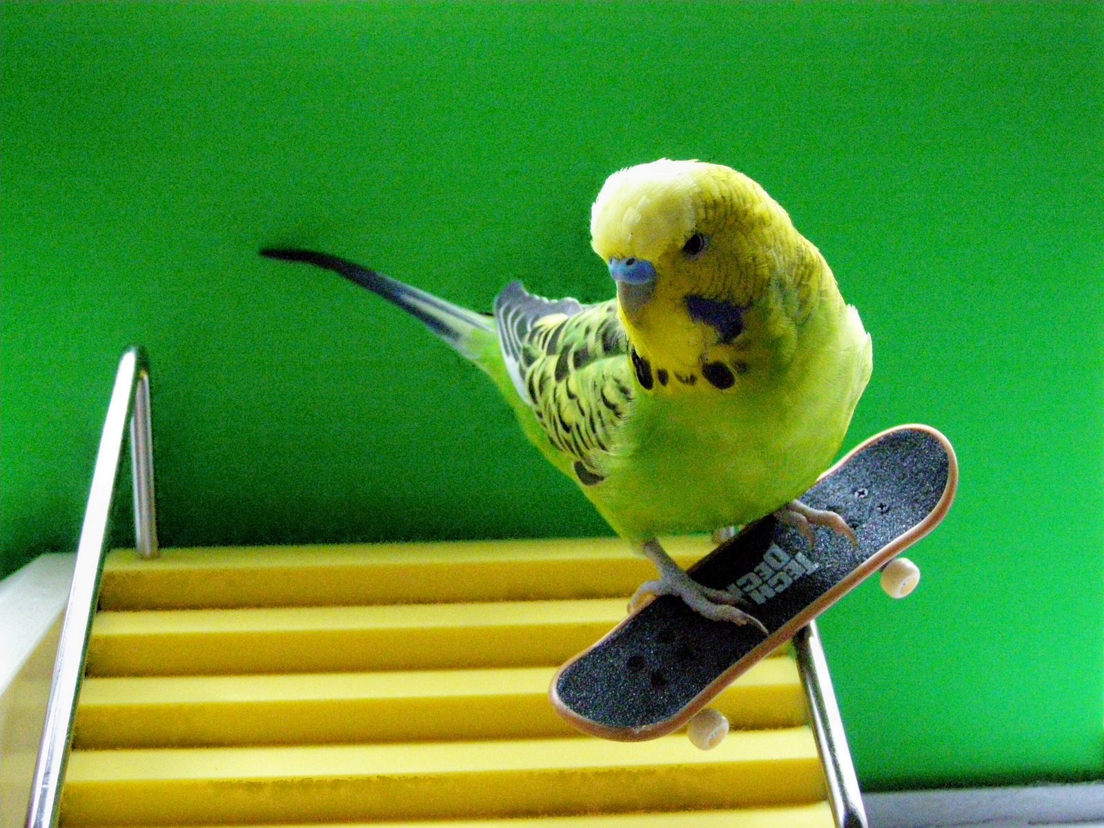 parakeet, Budgie, Parrot, Bird, Tropical,  38 , Jpg Wallpaper