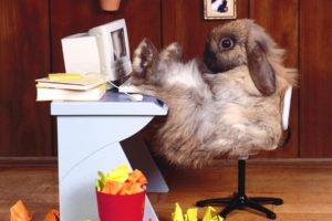 animals, Rabbits, Tech, Computer, Funny, Office