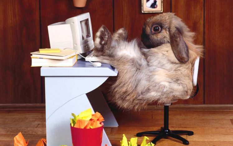 animals, Rabbits, Tech, Computer, Funny, Office HD Wallpaper Desktop Background