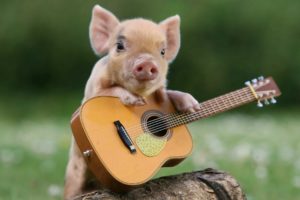 pig, Guitar, Guitarist