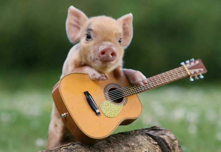pig, Guitar, Guitarist HD Wallpaper Desktop Background