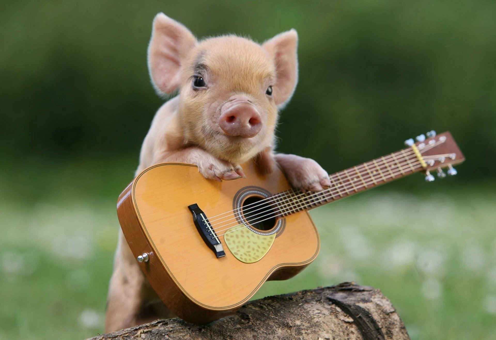 pig, Guitar, Guitarist Wallpaper