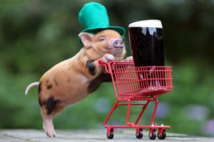 pig, Stroller, Carriage, Beer