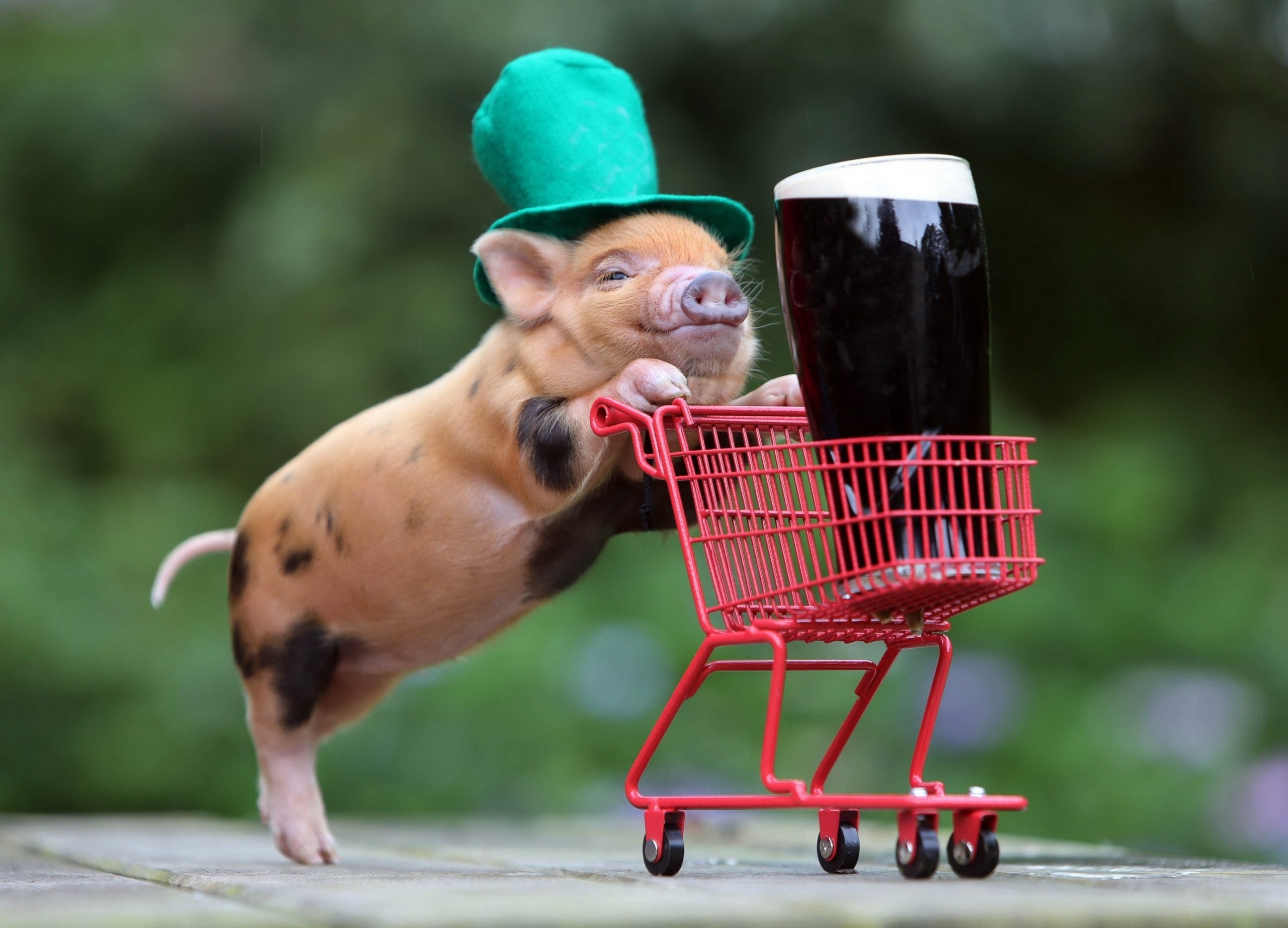 pig, Stroller, Carriage, Beer Wallpaper