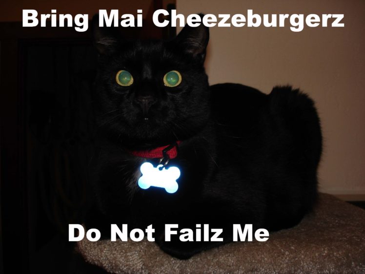 lol, Cats, Cat, Humor, Funny HD Wallpaper Desktop Background