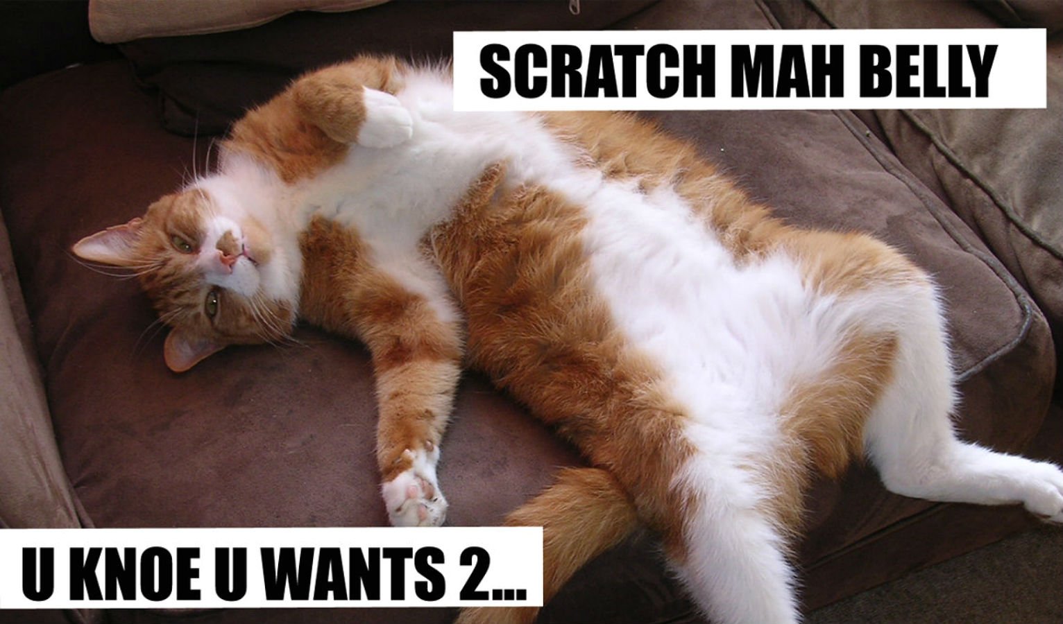 lol, Cats, Cat, Humor, Funny Wallpaper