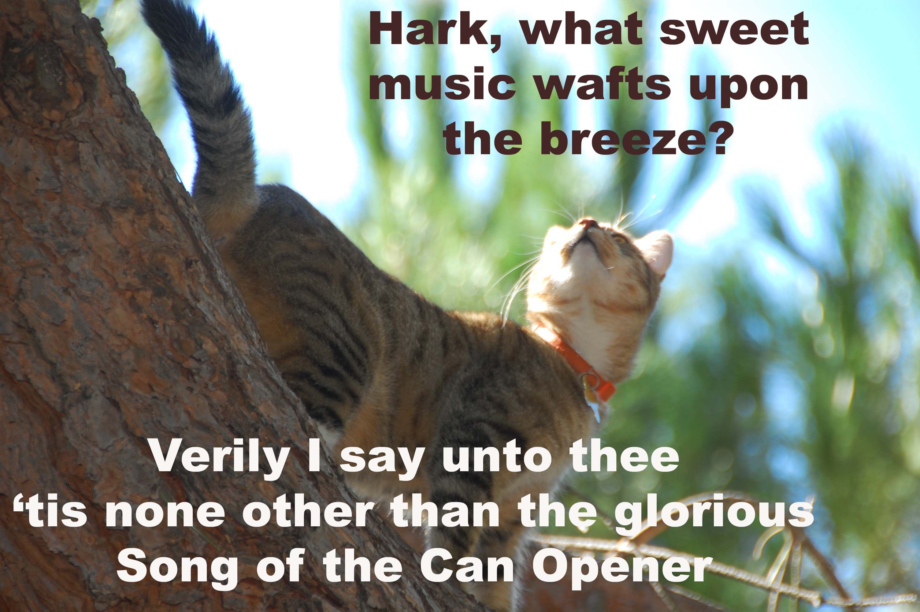 lol, Cats, Cat, Humor, Funny Wallpaper