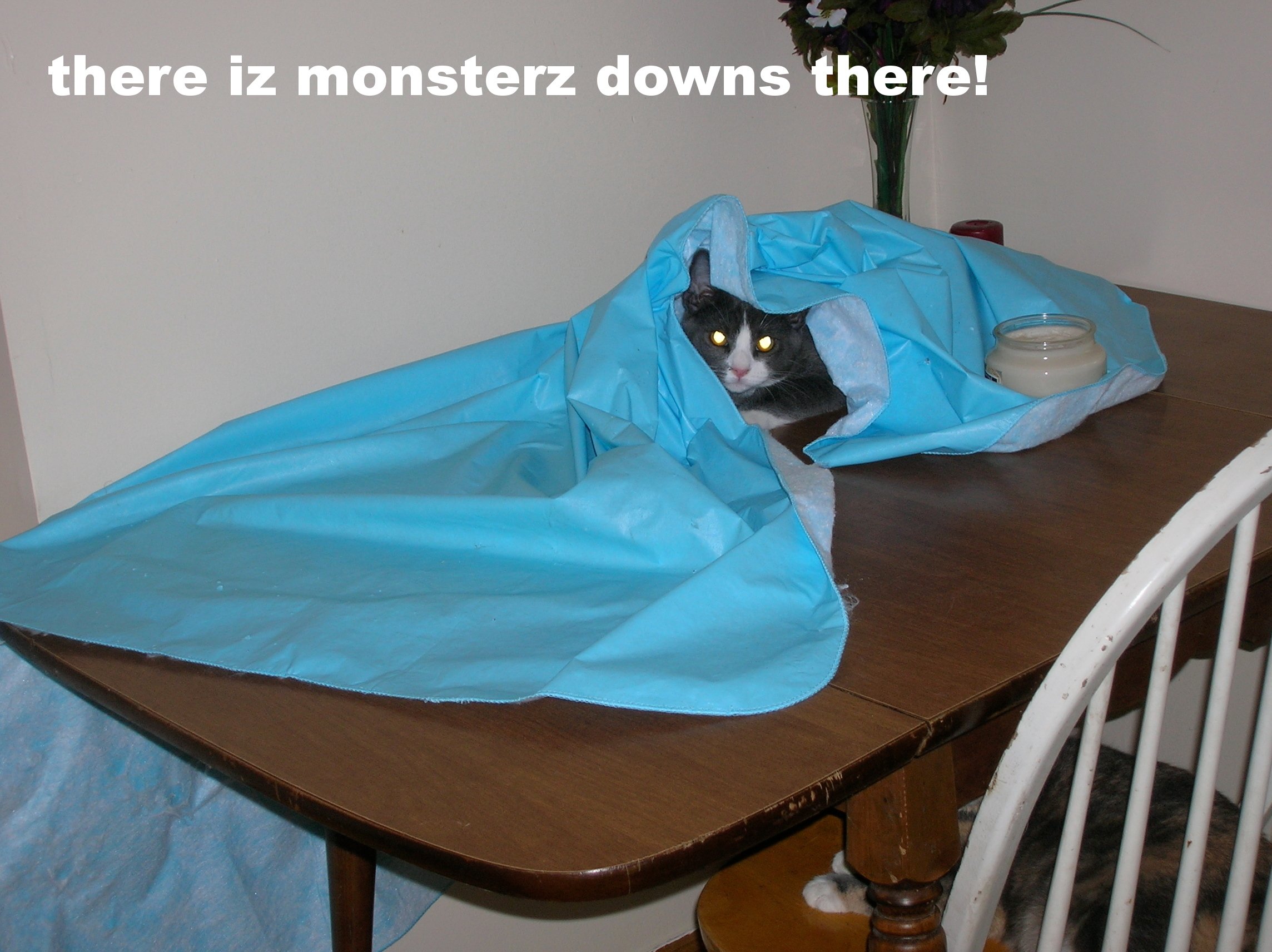 lol, Cats, Cat, Humor, Funny Wallpaper