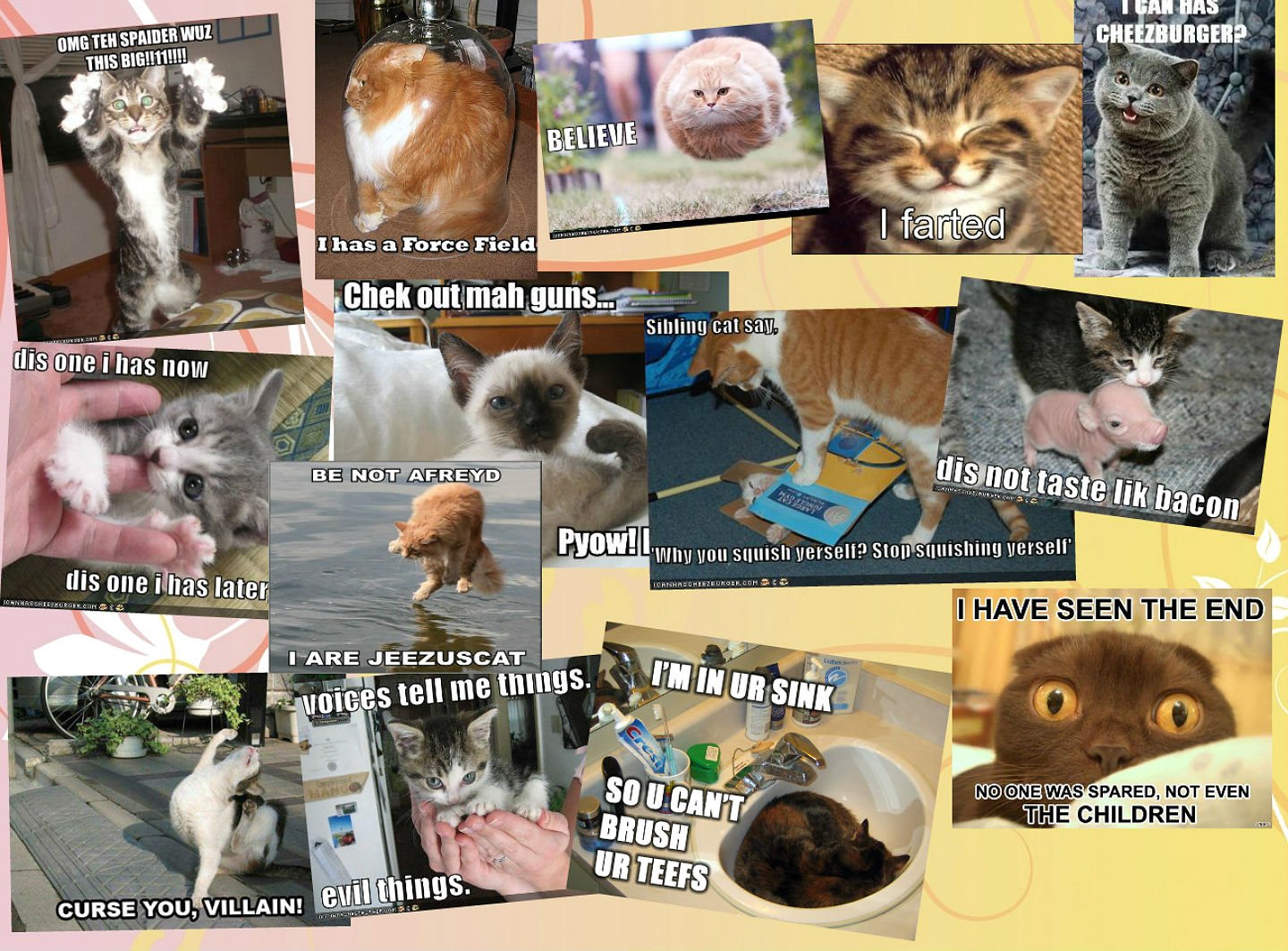 lol, Cats, Cat, Humor, Funny Wallpaper