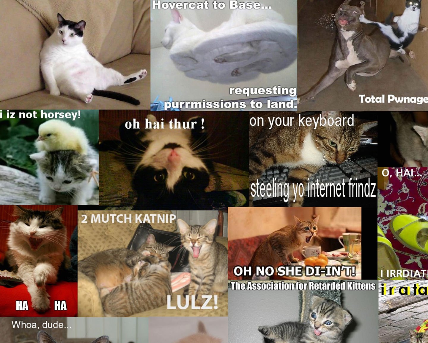 lol, Cats, Cat, Humor, Funny Wallpaper