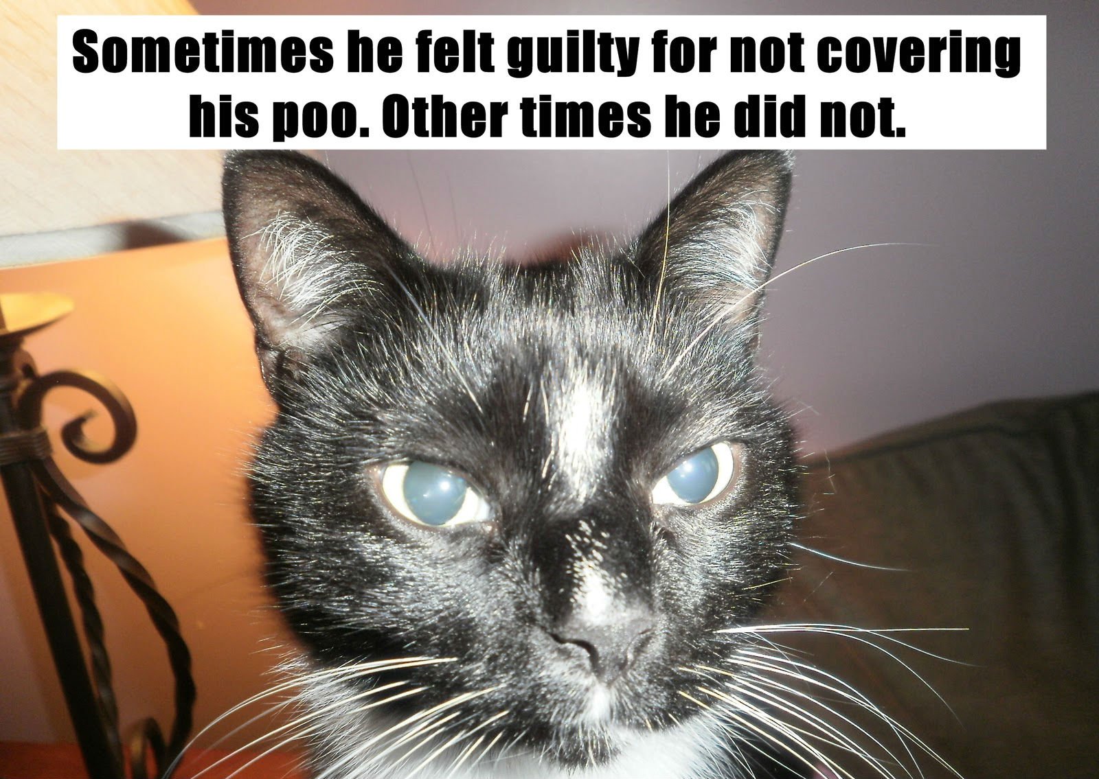 lol, Cats, Cat, Humor, Funny Wallpaper