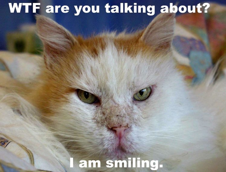 lol, Cats, Cat, Humor, Funny HD Wallpaper Desktop Background
