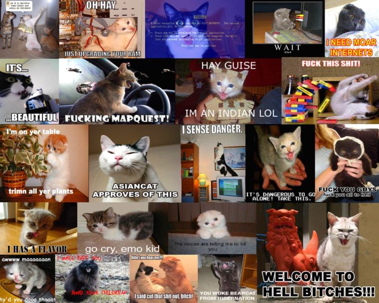 cats, Cat, Humor, Funny, Lol HD Wallpaper Desktop Background