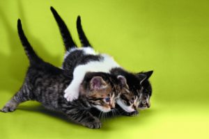 cats, Cat, Kitten