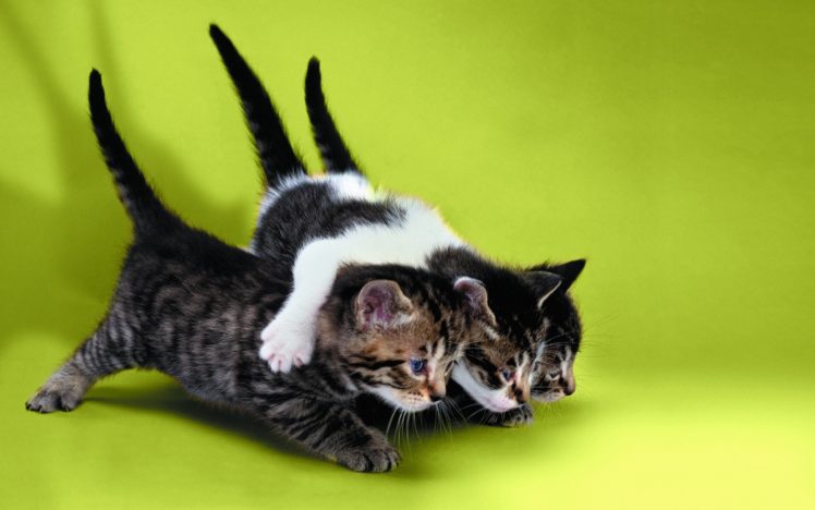 cats, Cat, Kitten HD Wallpaper Desktop Background