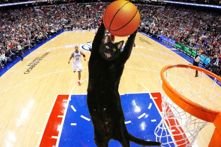 cats, Cat, Humor, Funny, Lol, Basketball HD Wallpaper Desktop Background