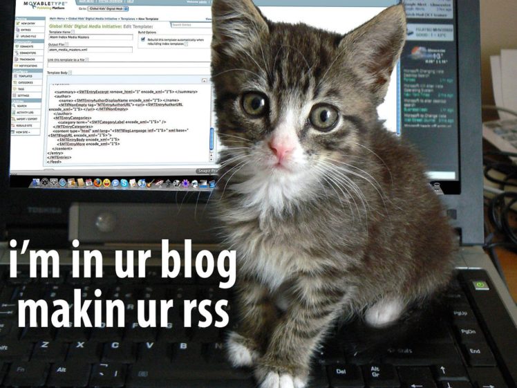 cats, Cat, Humor, Funny, Lol, Kitten HD Wallpaper Desktop Background