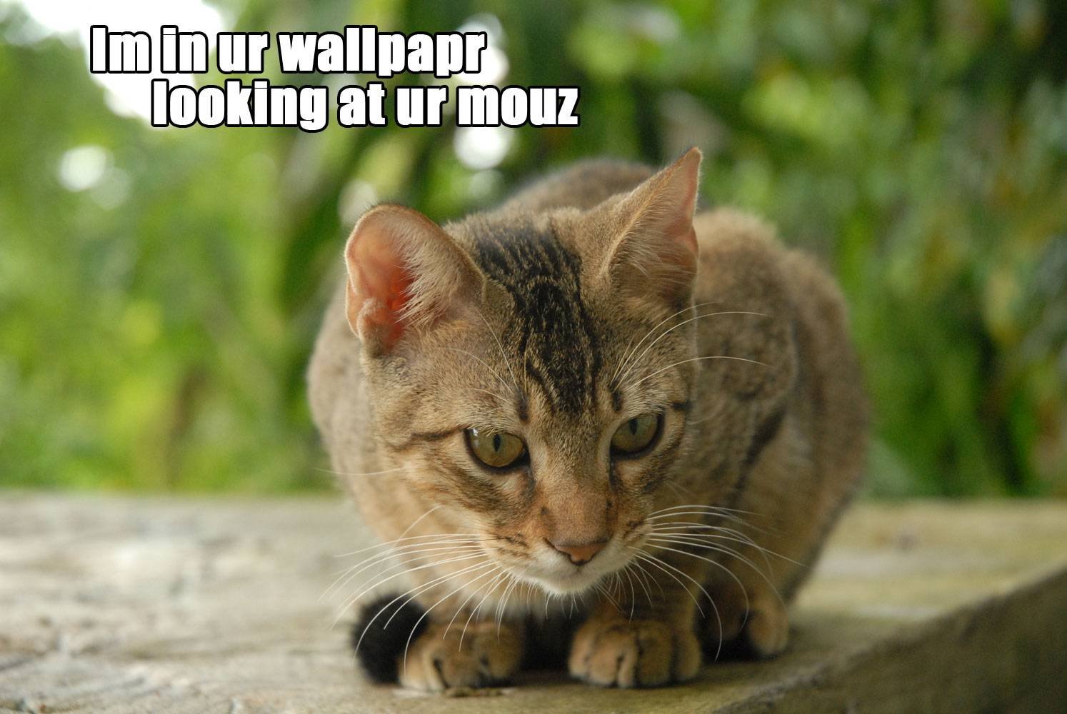 cats, Cat, Humor, Funny, Lol Wallpaper