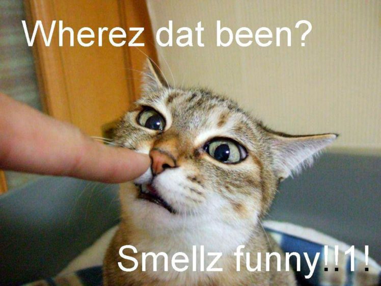 cats, Cat, Humor, Funny, Lol HD Wallpaper Desktop Background