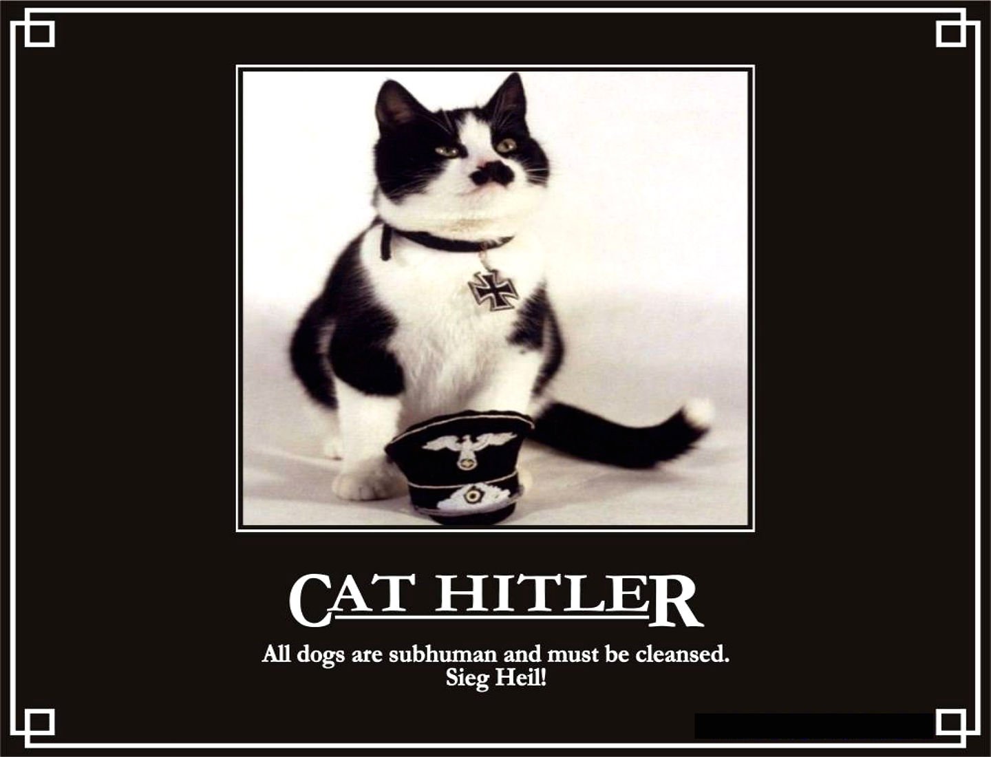 cats, Cat, Humor, Funny, Lol Wallpaper