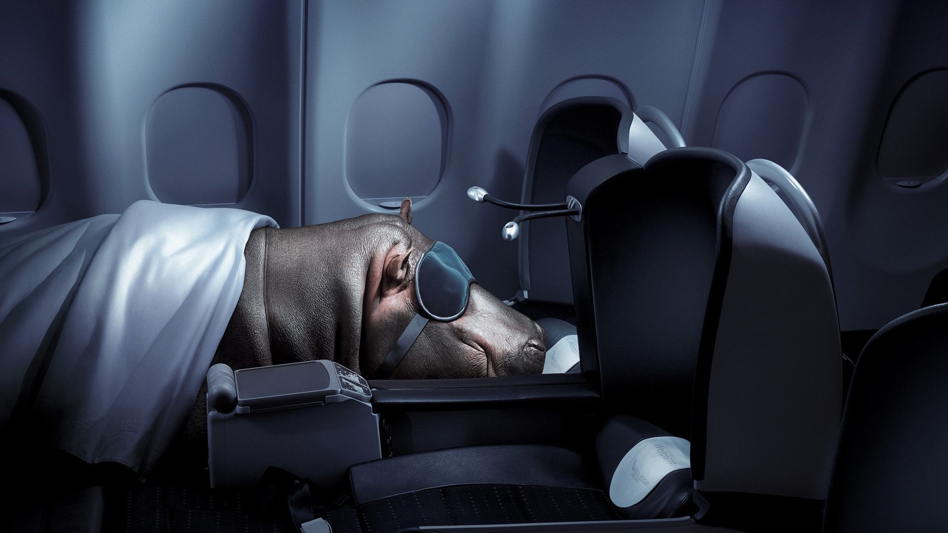 situation, Humor, Funny, Aircrafts, Animals, Hippo, Jets, Airplane Wallpaper