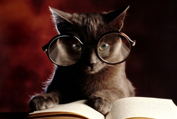glasses, Humor, Cats, Books, Mood HD Wallpaper Desktop Background