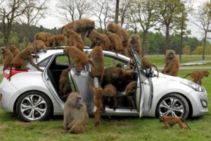 trees, Baboons, Car, Monkey, Humor