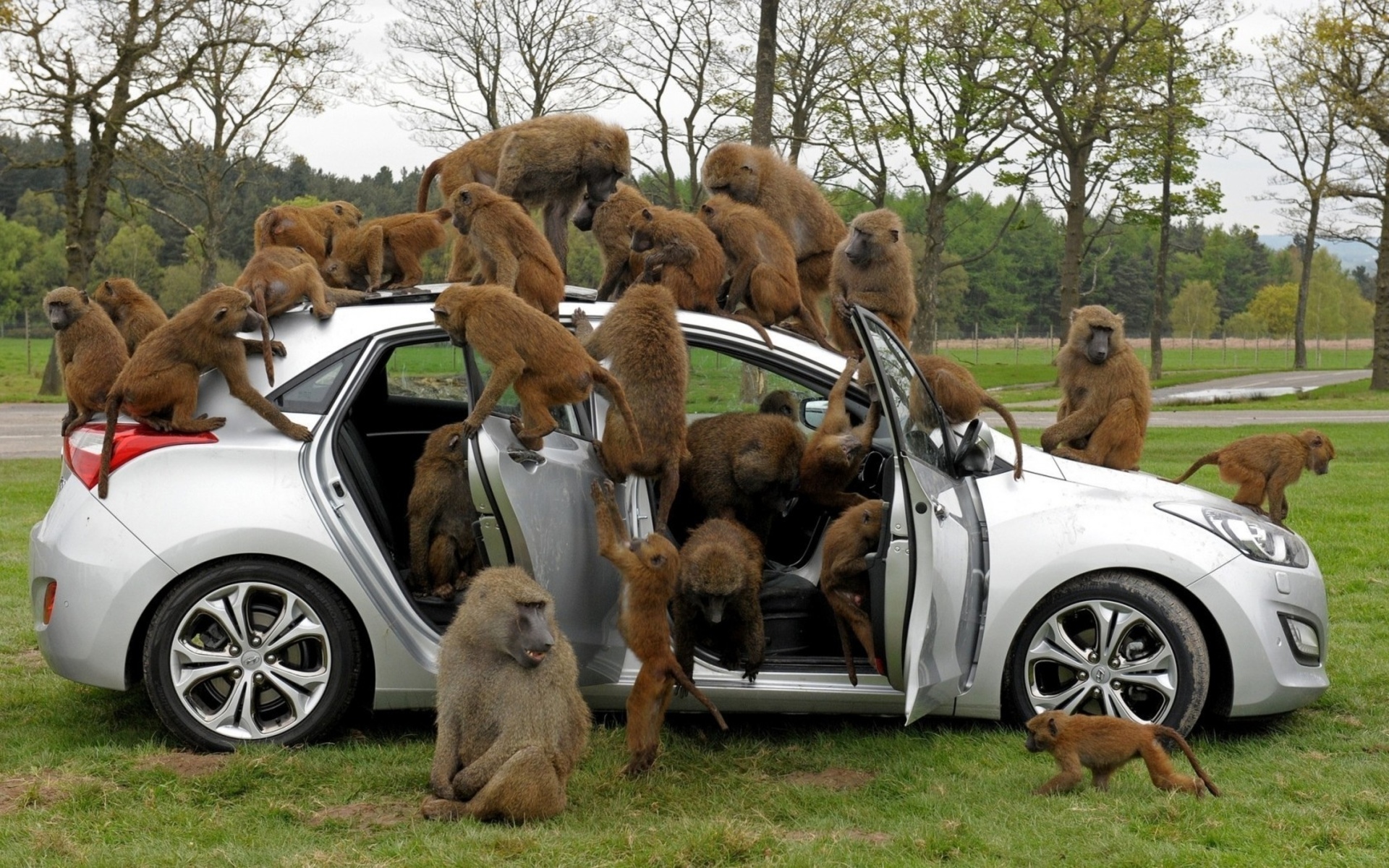 trees, Baboons, Car, Monkey, Humor Wallpaper