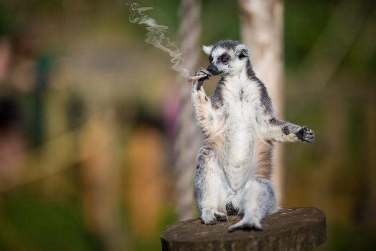 lemur, Smoking, Cigarette, 420, Weed, Marijuana, Drugs, Funny, Humor HD Wallpaper Desktop Background