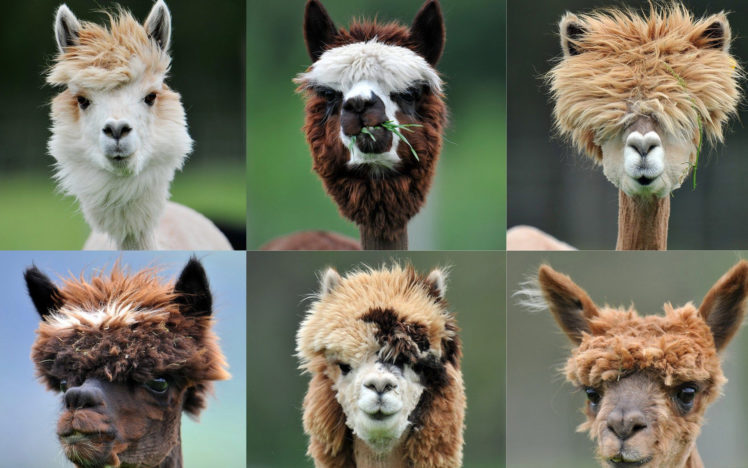animals, Austria, Salzburg, Alpaca, Ranch, Humor HD Wallpaper Desktop Background