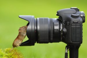 camera, Mouse, Animal