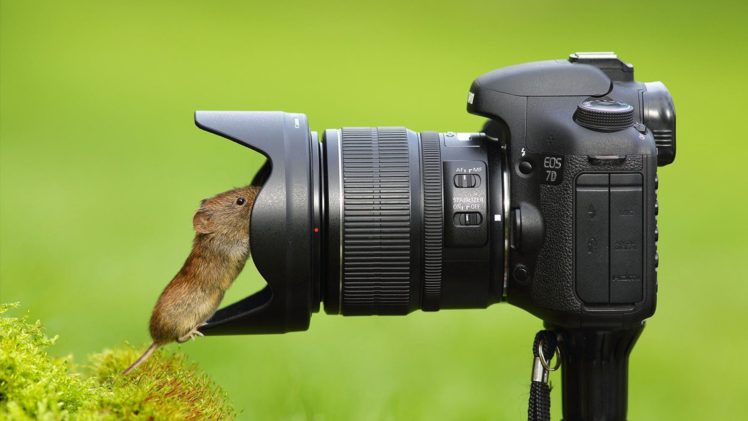 camera, Mouse, Animal HD Wallpaper Desktop Background