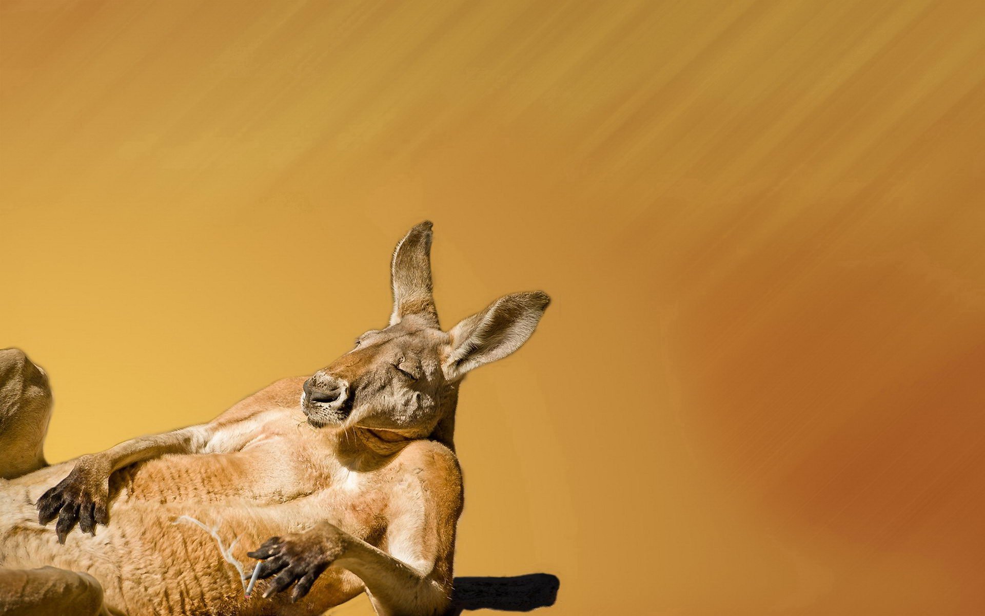 kangaroo, Marsupial Wallpaper