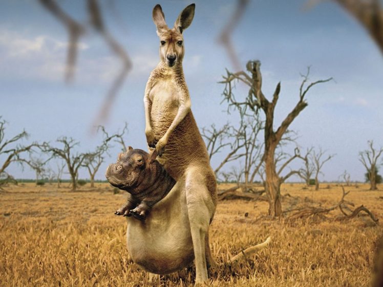 kangaroo, Marsupial, Hippo HD Wallpaper Desktop Background
