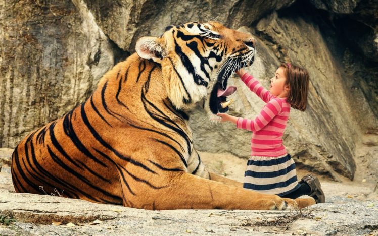 tiger, Cat HD Wallpaper Desktop Background